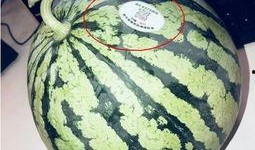 清远网红吃瓜,揭秘背后真相与网络舆论风暴